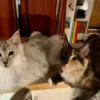 The Story of Aries - Of Course Cats are Emotional Beings