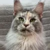 Tips and Tricks for Your Maine Coon's Coat - Dematting