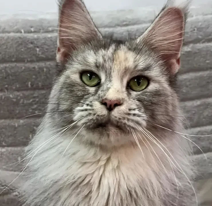Tips and Tricks for Your Maine Coon's Coat - Dematting