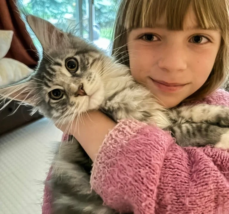 Do Maine Coon Cats Make Good House Pet