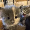 How Much Does A Maine Coon Cat Cost