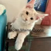 Maine-Coon-Personality-Profile