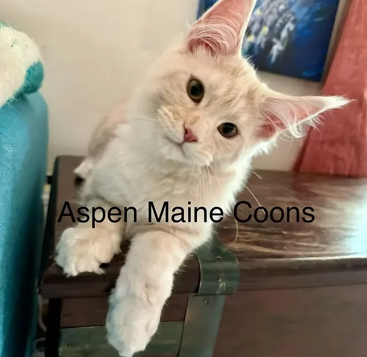 Maine-Coon-Personality-Profile