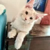 What Is The Rarest Type Of Maine Coon