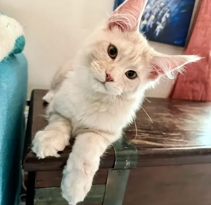 What Is The Rarest Type Of Maine Coon