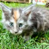 Are Maine Coons Really Trainable