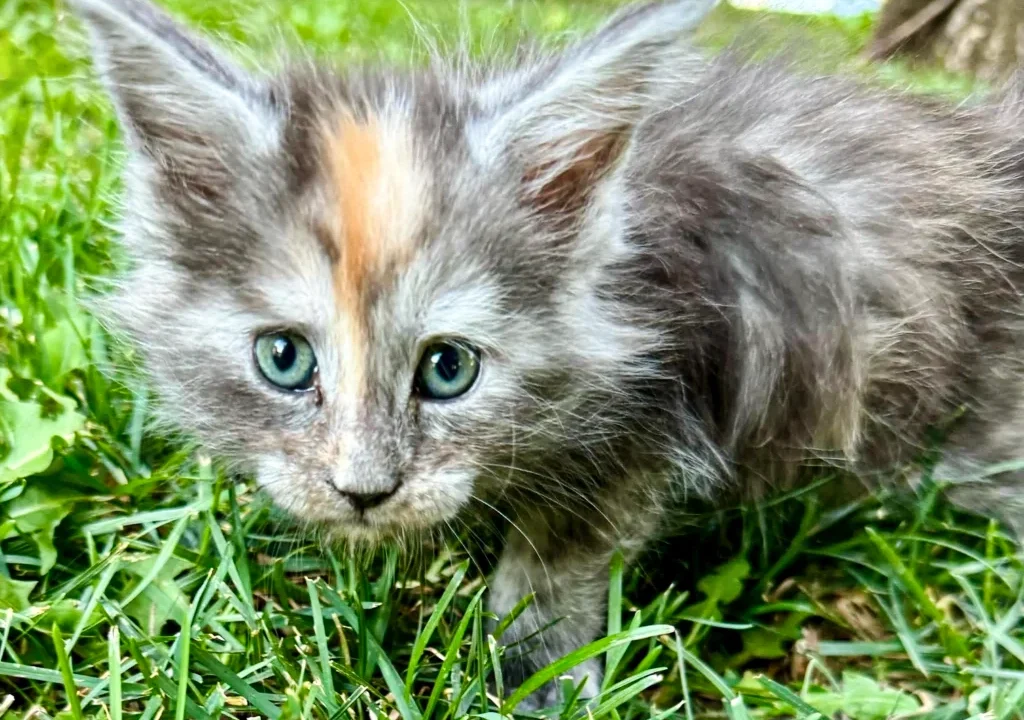 Are Maine Coons Really Trainable