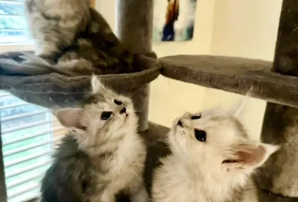 Maine Coon Tested & Approved