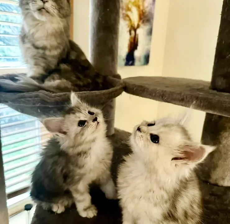 Maine Coon Tested & Approved Maine Coon Tested & Approved