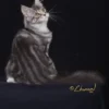 Maine Coon Coat Colors Identified