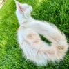 What You Need to Know About Genetic Concerns for Maine Coon Cat