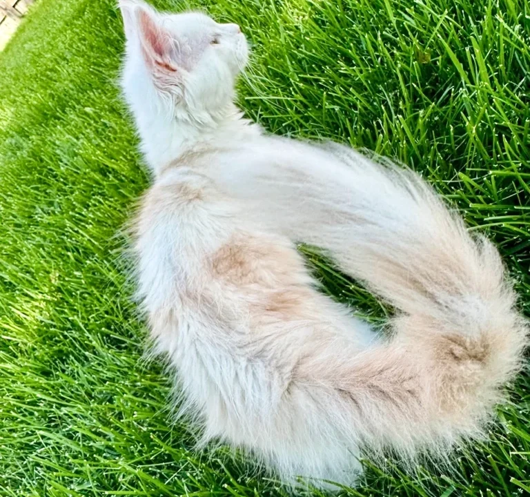 What You Need to Know About Genetic Concerns for Maine Coon Cat