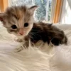 How to Care Your Newly Adopted Coon Cat