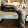 9 Useful Maine Coon Grooming Tips