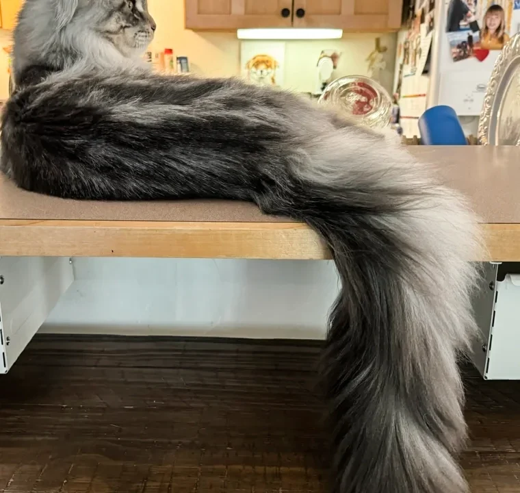9 Useful Maine Coon Grooming Tips