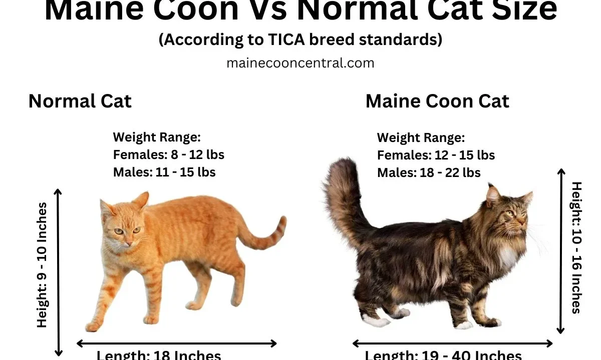 maine coon characterictics