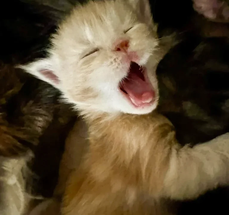 Maine Coon Weird Noises