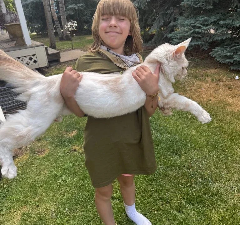 How Big Do Maine Coon Cats Get