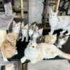 How to Identify a Maine Coon Kitten