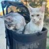 Maine Coon Dental Issues