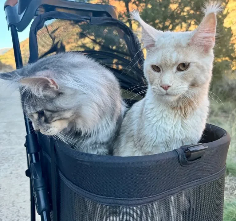 Maine Coon Dental Issues