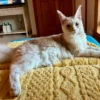 Maine Coon Matting Challenge