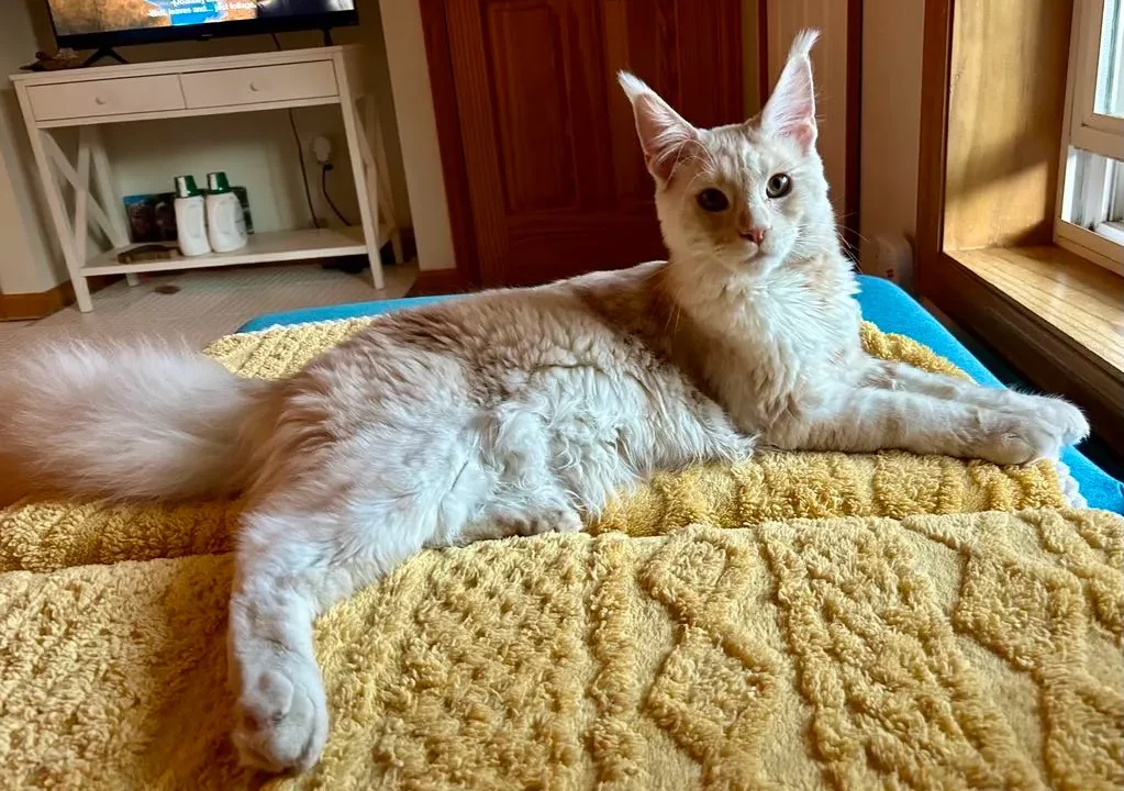Maine Coon Matting Challenge