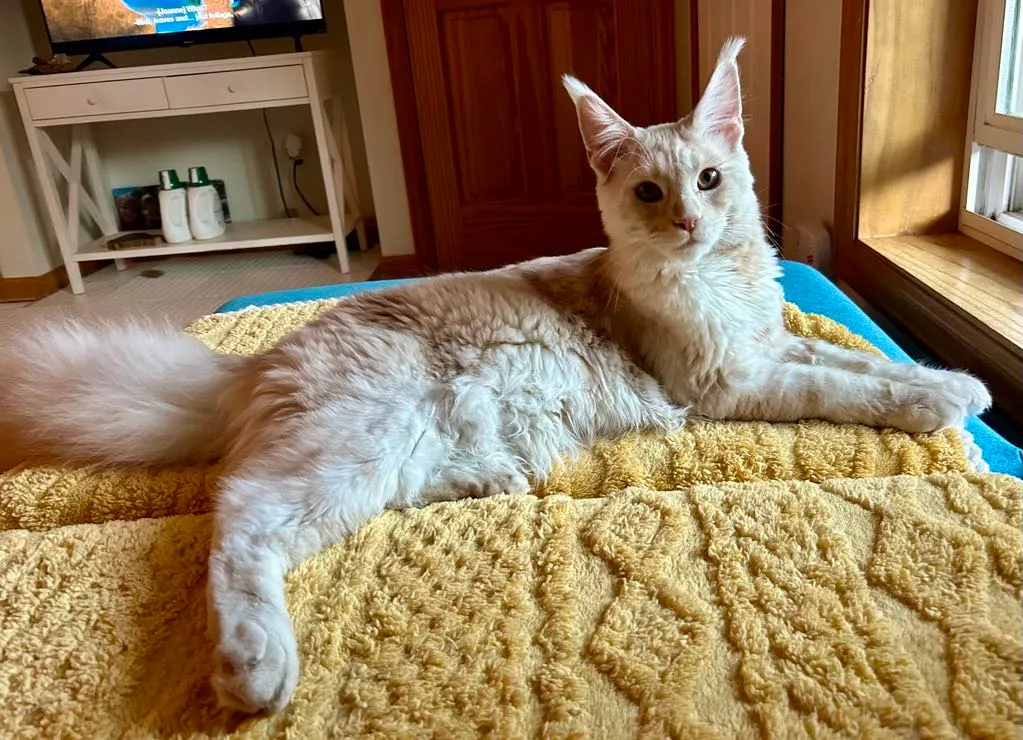 Maine Coon Matting Challenge