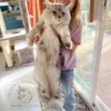 True Size of Maine Coon Cats