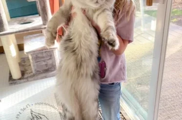 True Size of Maine Coon Cats