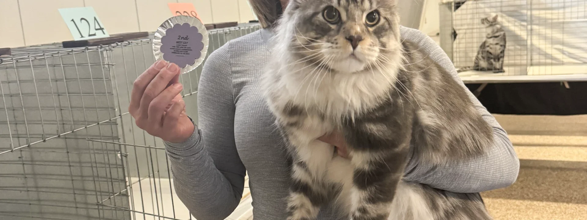 True Size of Maine Coon Cats2