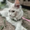 Maine Coon Leash Training