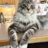 Maine Coon Nasal Issues