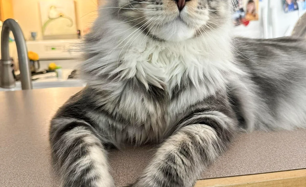 Maine Coon Nasal Issues