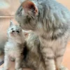 All About Maine Coon Cats