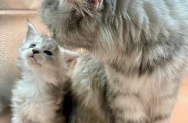 All About Maine Coon Cats