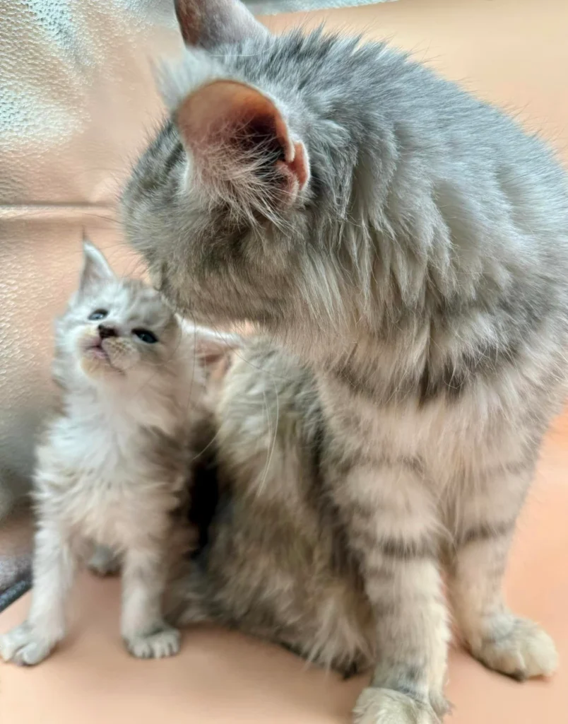 All About Maine Coon Cats