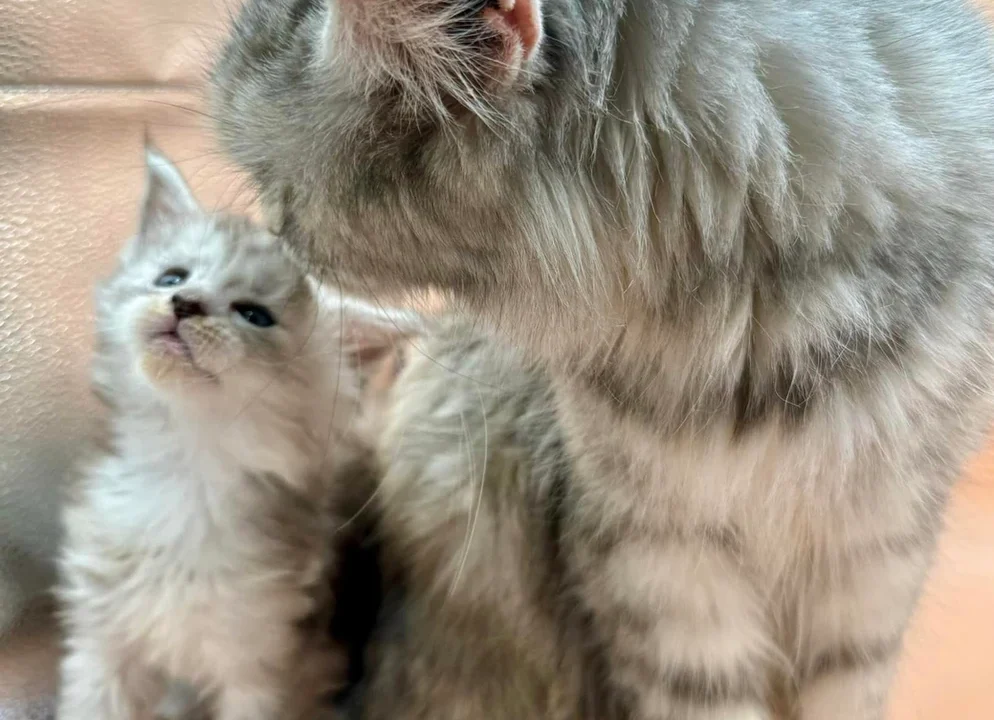 All About Maine Coon Cats
