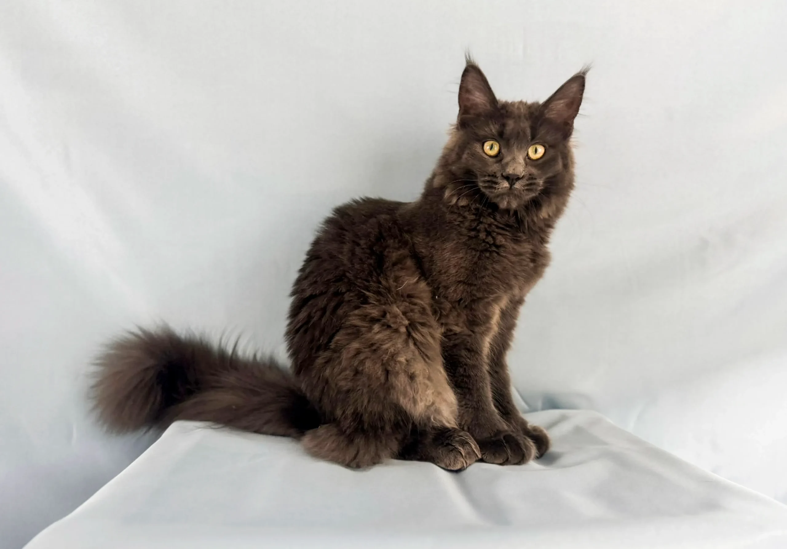 Maine Coons Collections 1