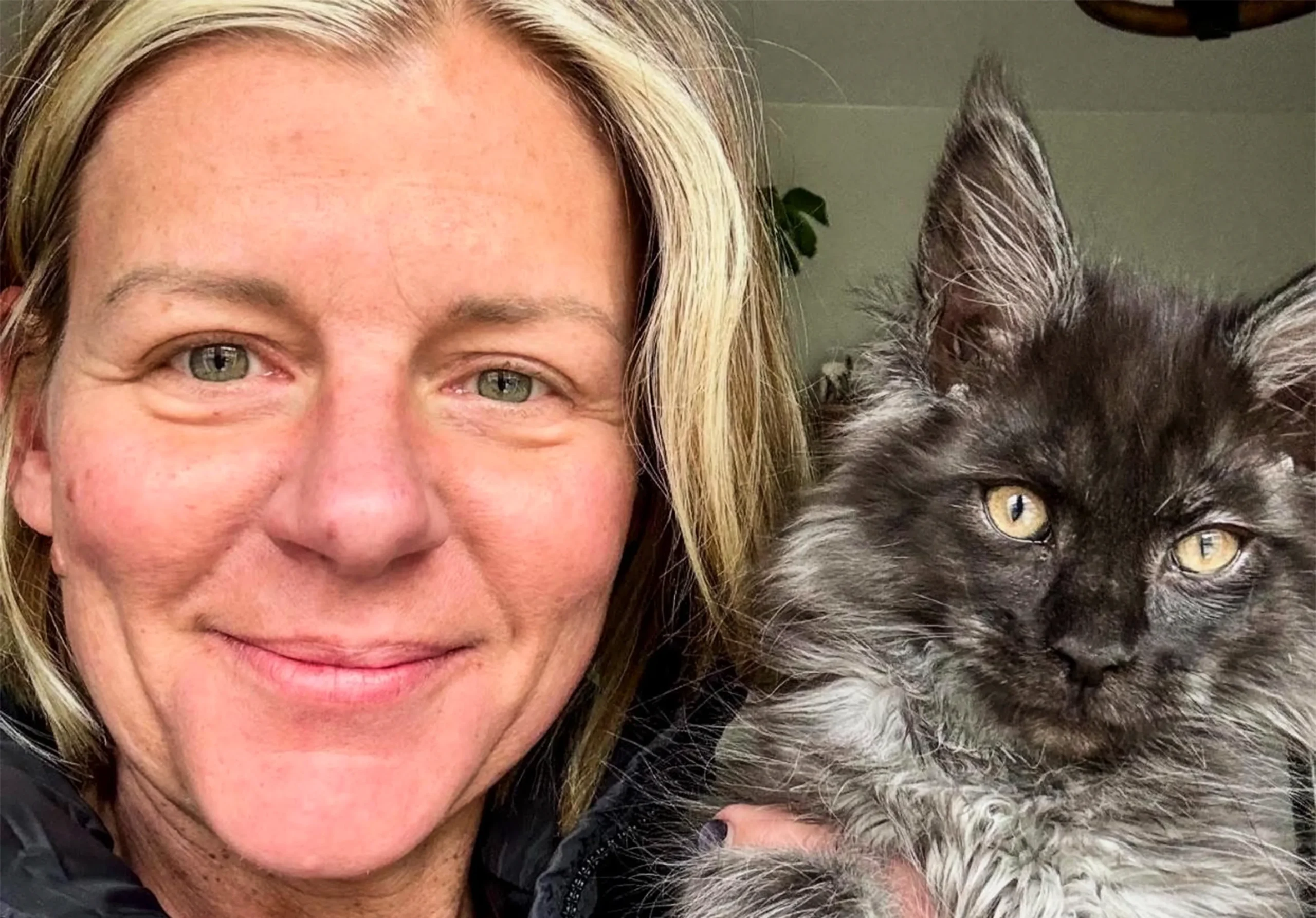 Maine Coons Collections