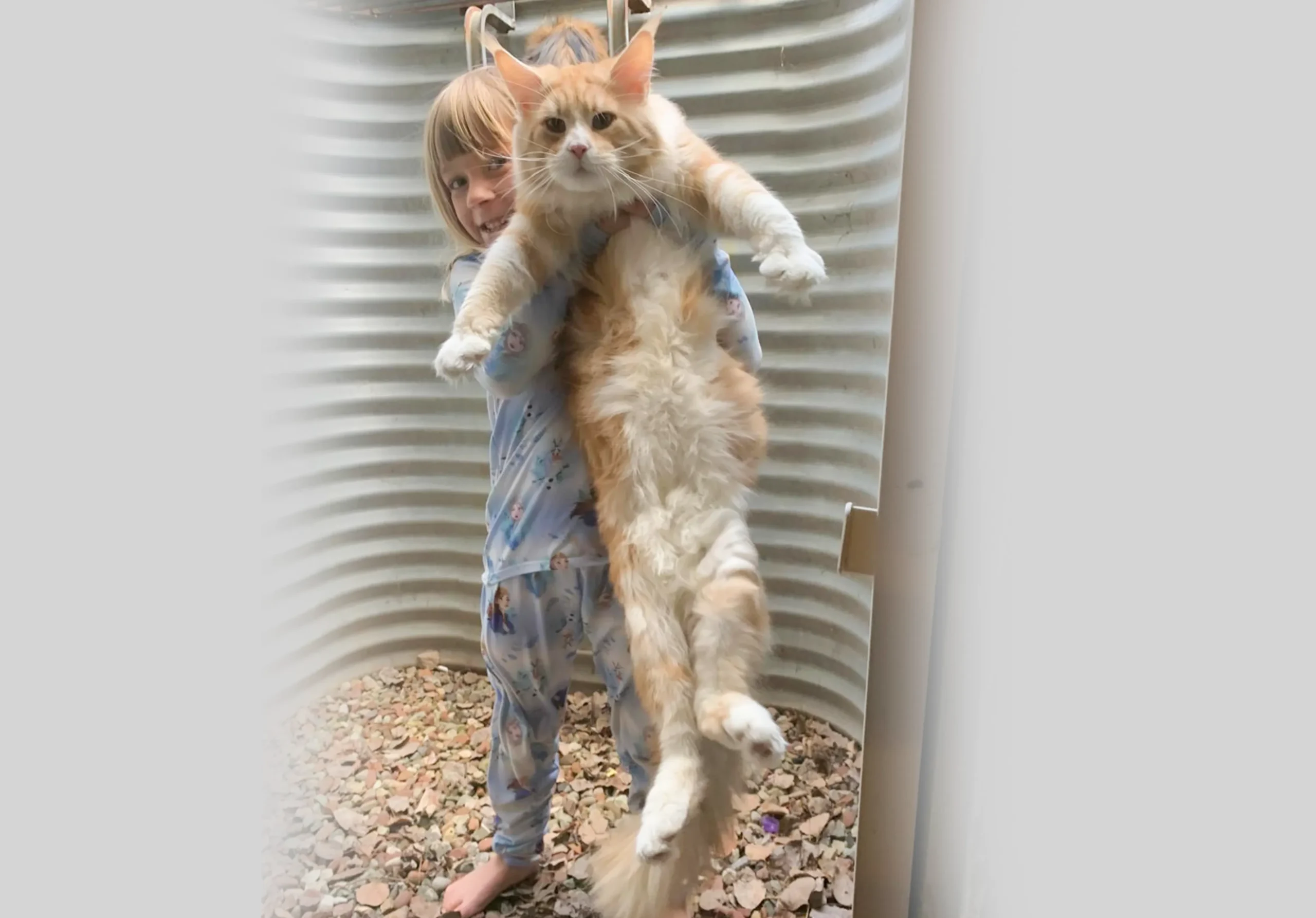 Maine Coons Collections 12