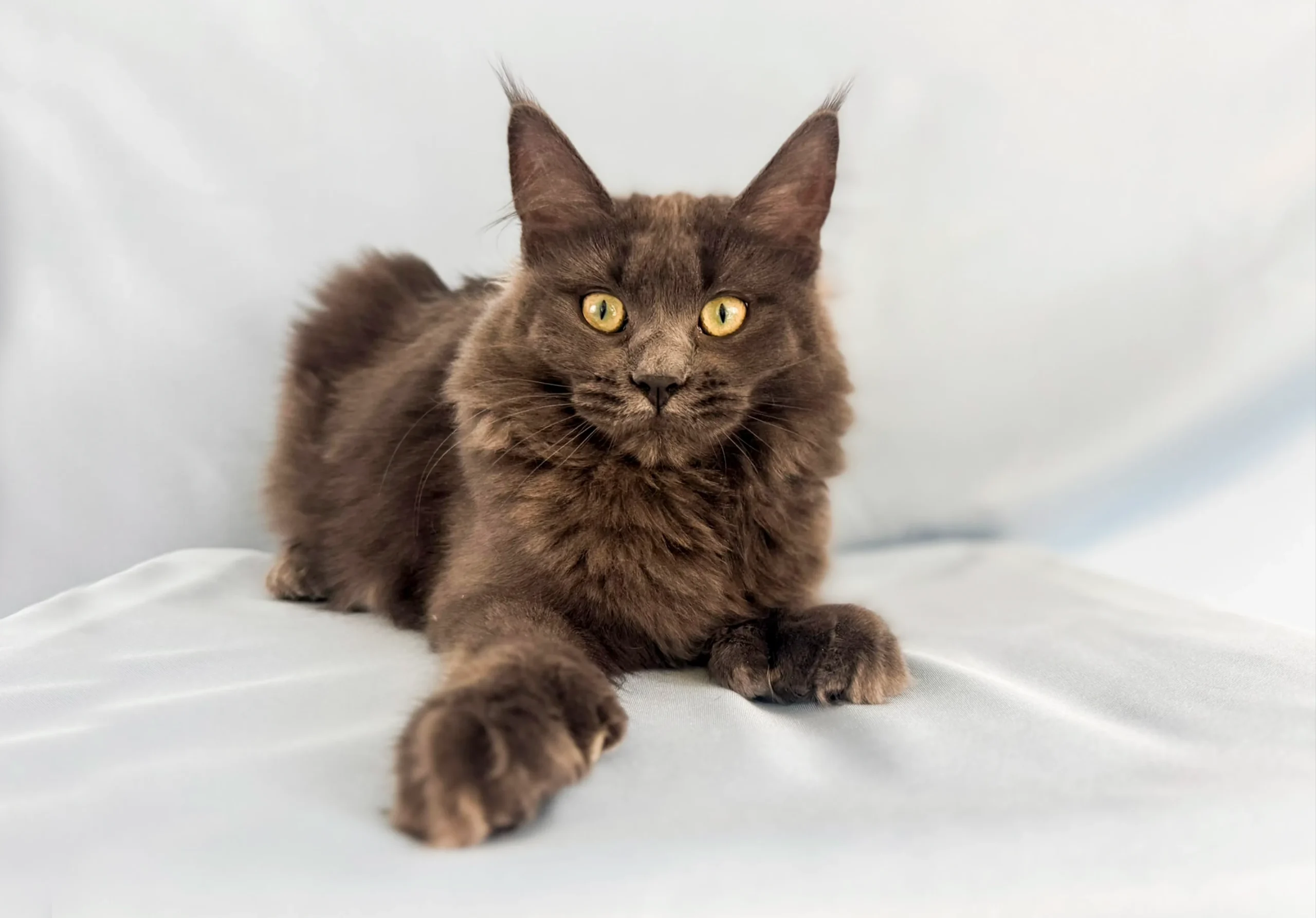 Maine Coons Collections 2