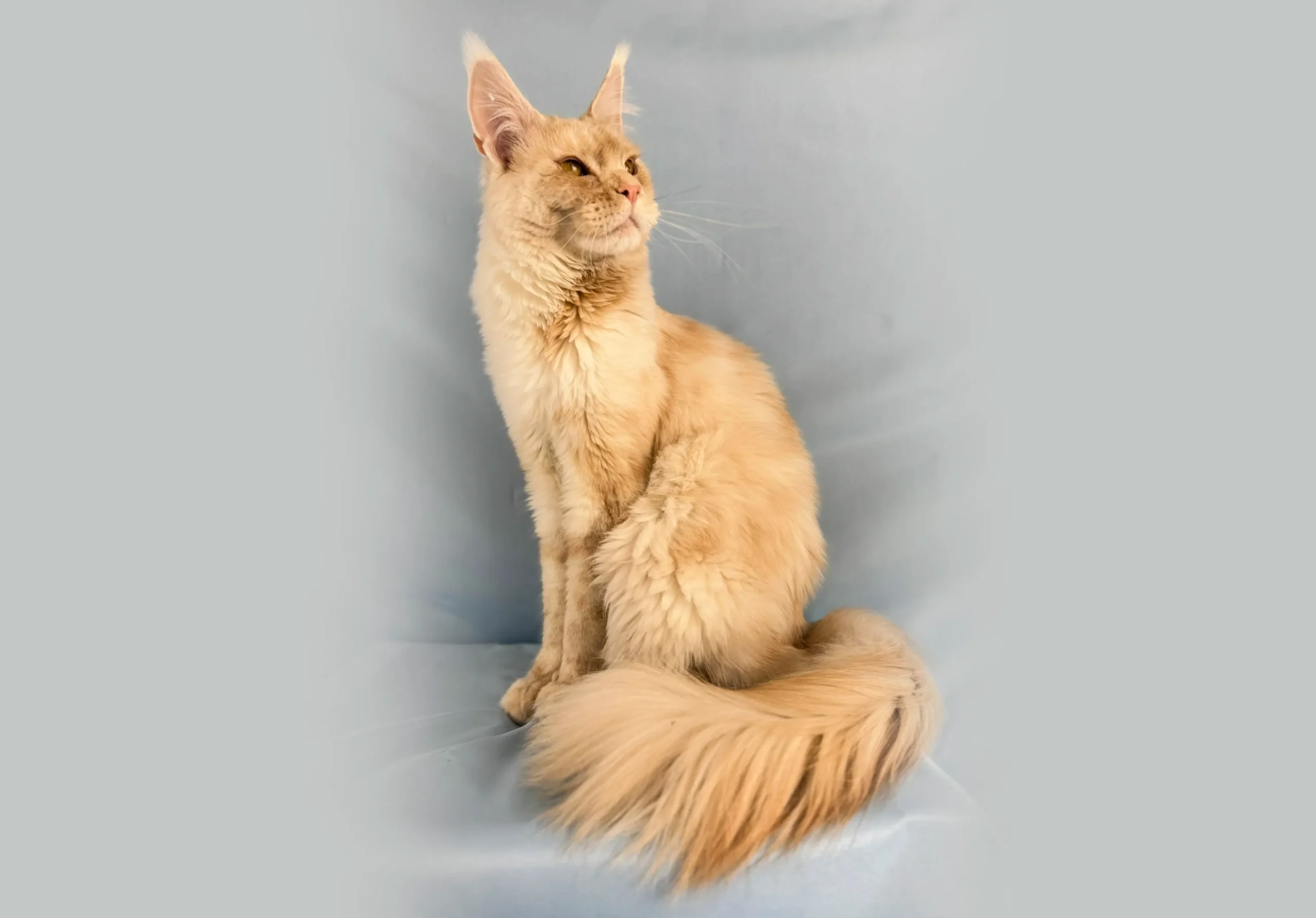 Maine Coons Collections 4