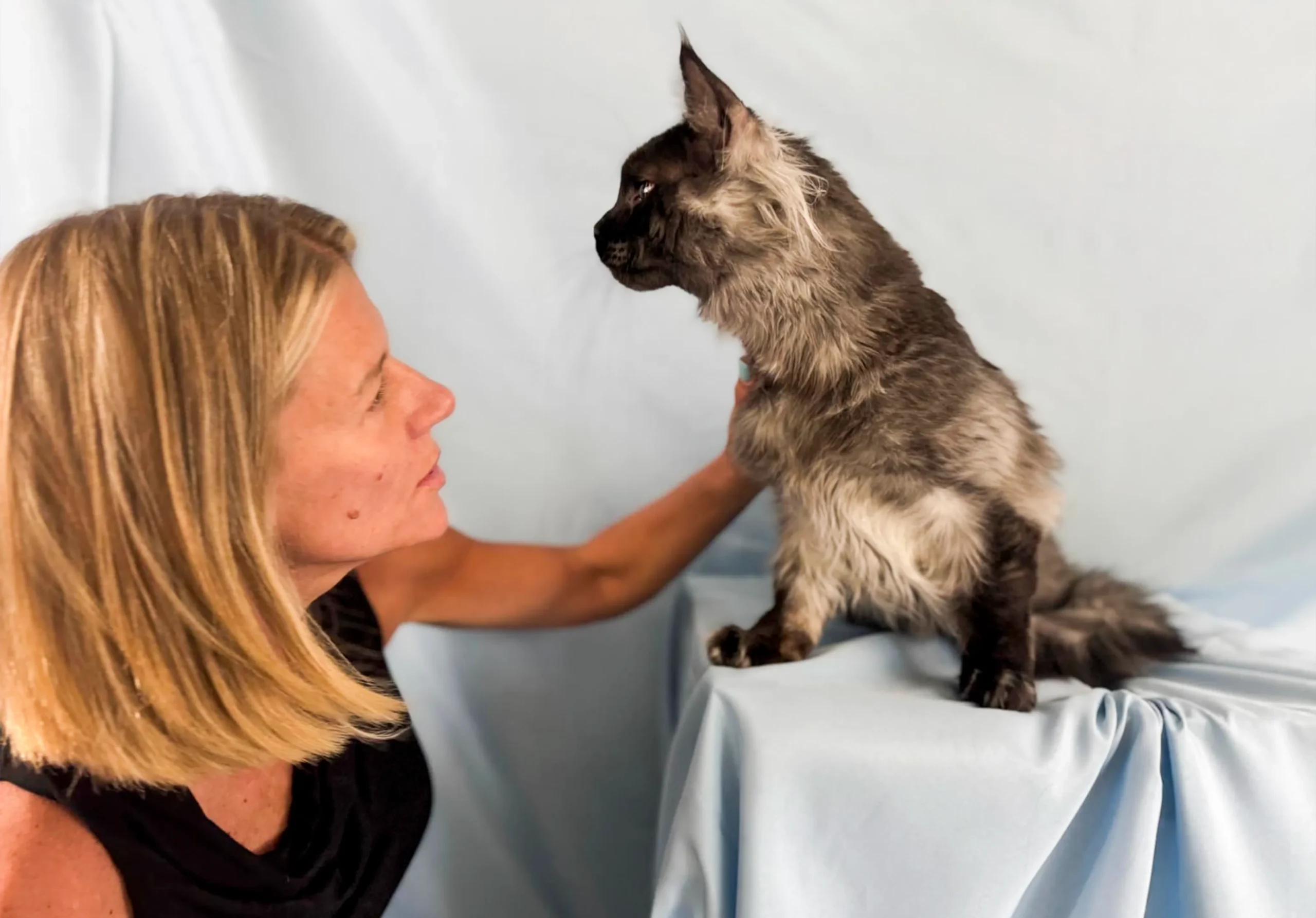 Maine Coons Collections 7
