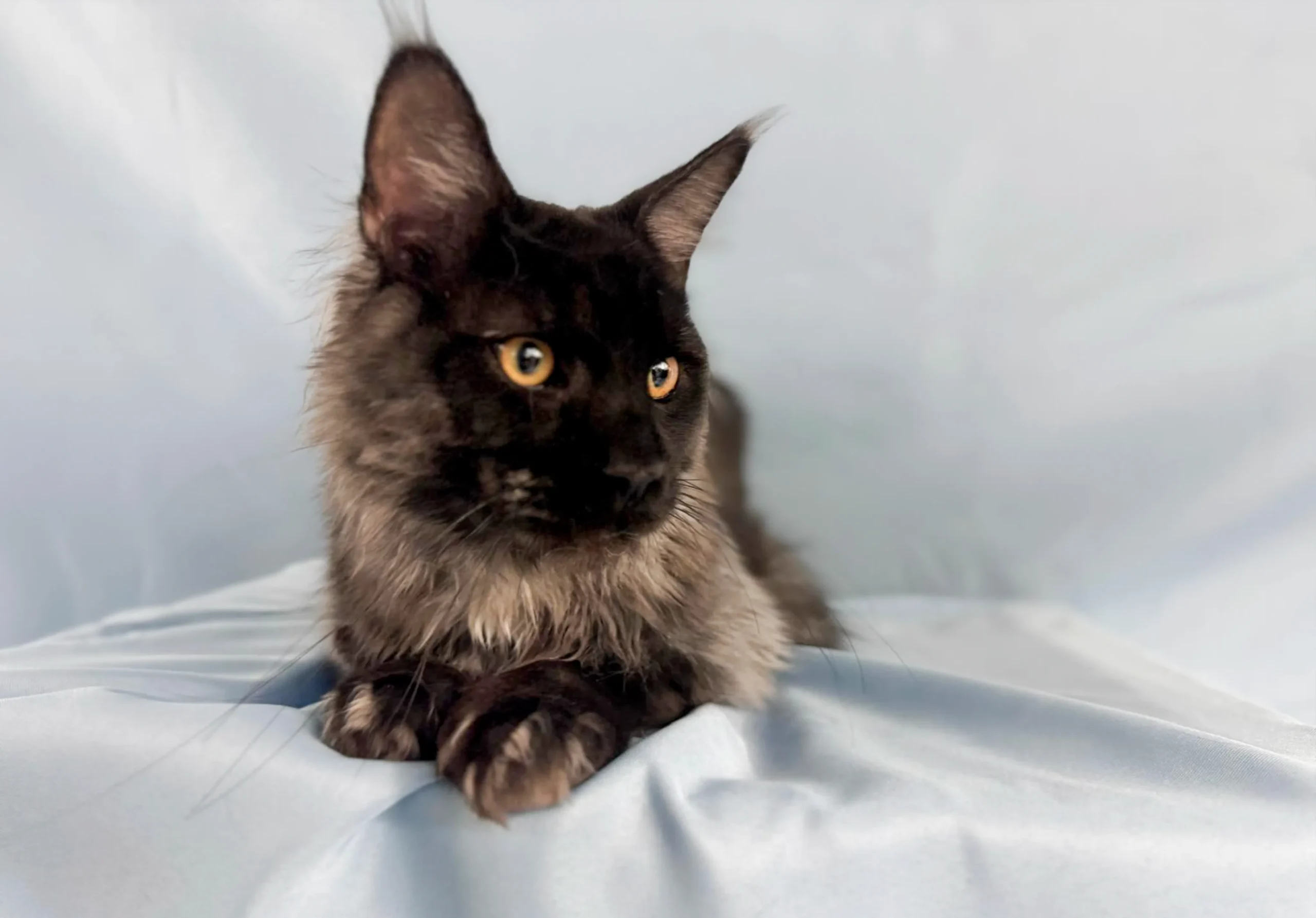 Maine Coons Collections 8