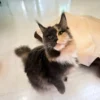 Maine coon 2 Images