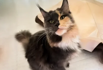 Maine coon 2 Images