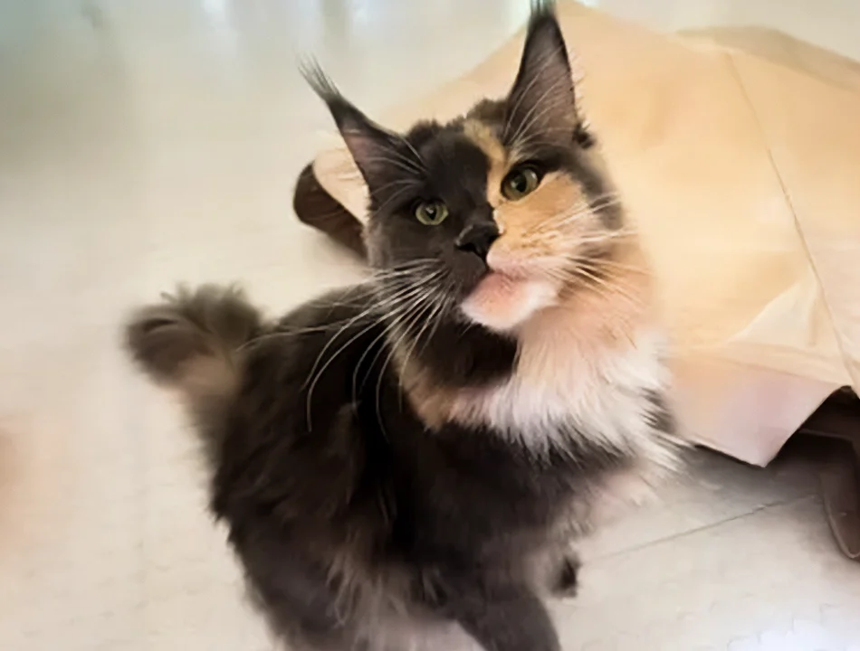 Maine coon 2 Images