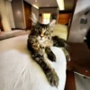 Maine coon 3 Images