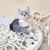 Maine coon 4 Images